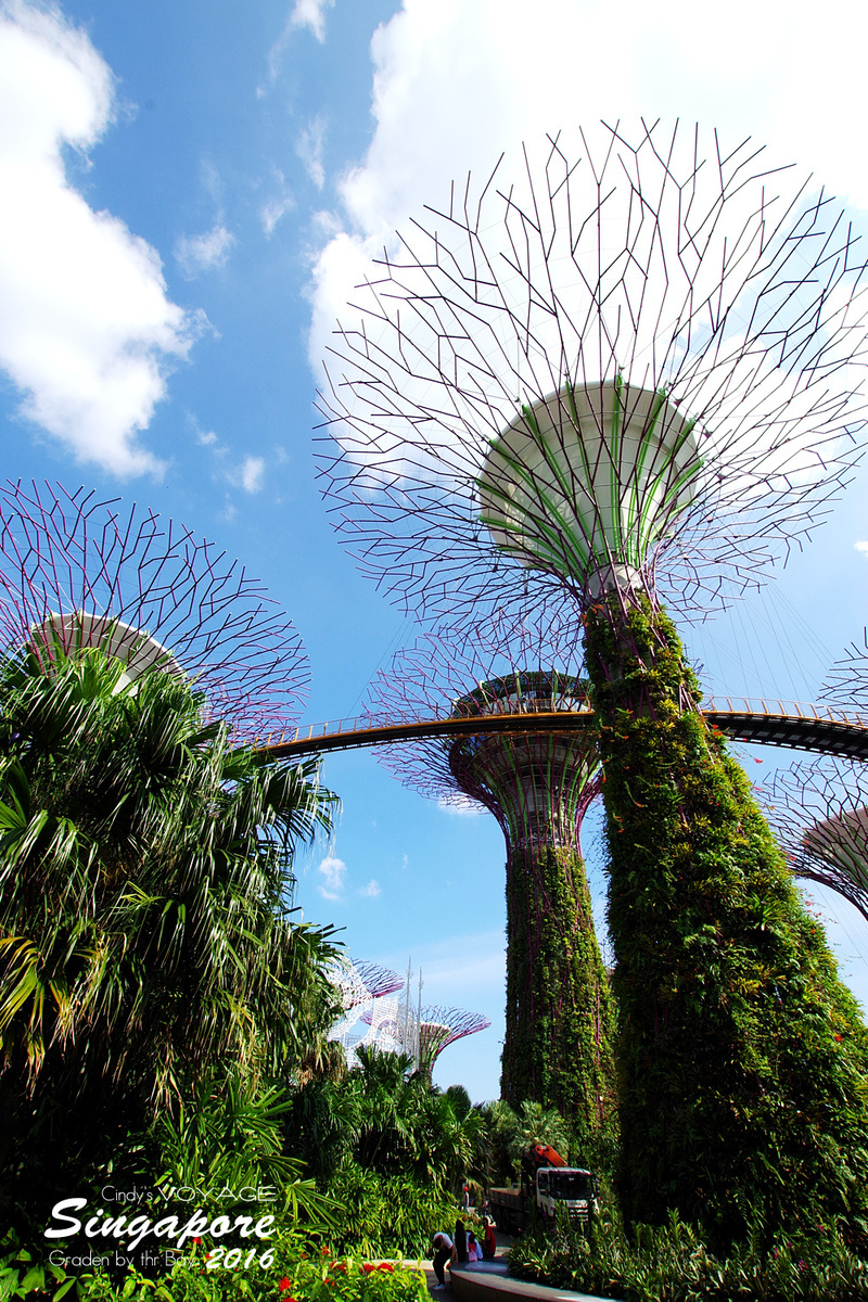 [2016。新加坡] 爬上 Super Tree 眺望『濱海灣花園 Garden by the Bay』美景 (含交通資訊) @兔兒毛毛姊妹花