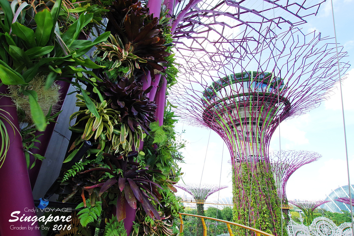 [2016。新加坡] 爬上 Super Tree 眺望『濱海灣花園 Garden by the Bay』美景 (含交通資訊) @兔兒毛毛姊妹花