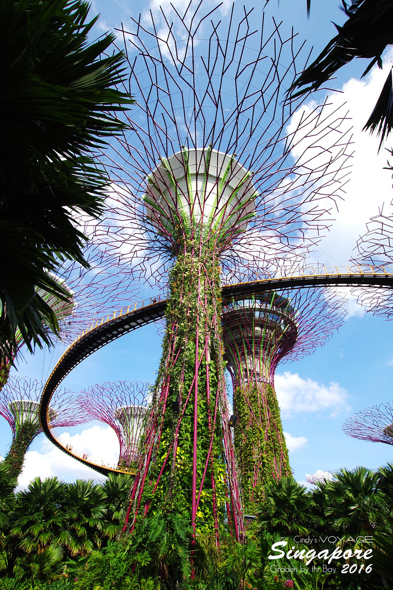 [2016。新加坡] 爬上 Super Tree 眺望『濱海灣花園 Garden by the Bay』美景 (含交通資訊) @兔兒毛毛姊妹花