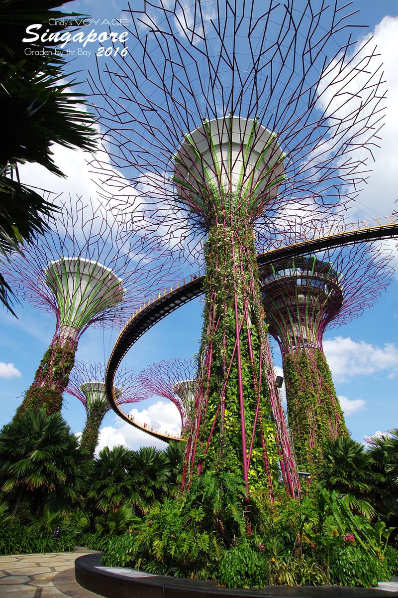 [2016。新加坡] 爬上 Super Tree 眺望『濱海灣花園 Garden by the Bay』美景 (含交通資訊) @兔兒毛毛姊妹花