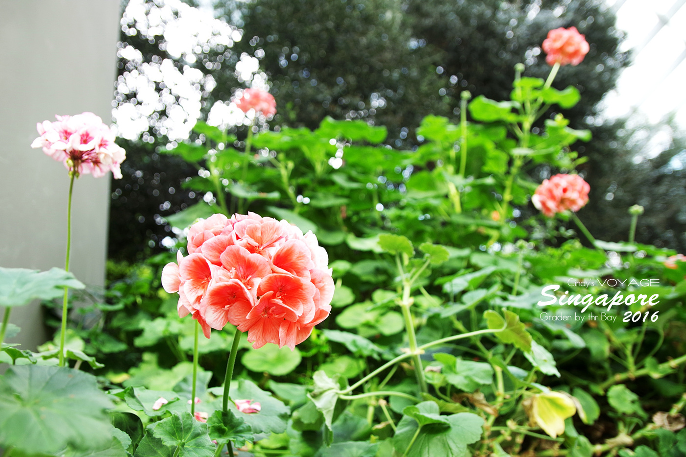 [2016。新加坡] 花穹 Flower Dome～不只賞花，更是濱海灣花園內遮陽避雨吹冷氣好去處～ (濱海灣花園交通資訊) @兔兒毛毛姊妹花