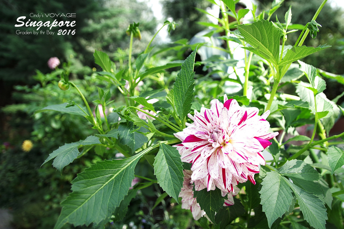 [2016。新加坡] 花穹 Flower Dome～不只賞花，更是濱海灣花園內遮陽避雨吹冷氣好去處～ (濱海灣花園交通資訊) @兔兒毛毛姊妹花