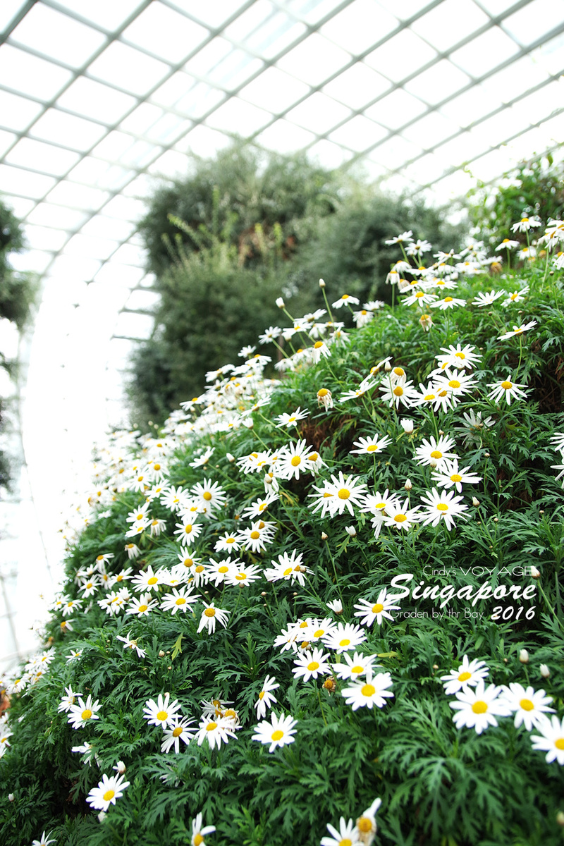 [2016。新加坡] 花穹 Flower Dome～不只賞花，更是濱海灣花園內遮陽避雨吹冷氣好去處～ (濱海灣花園交通資訊) @兔兒毛毛姊妹花