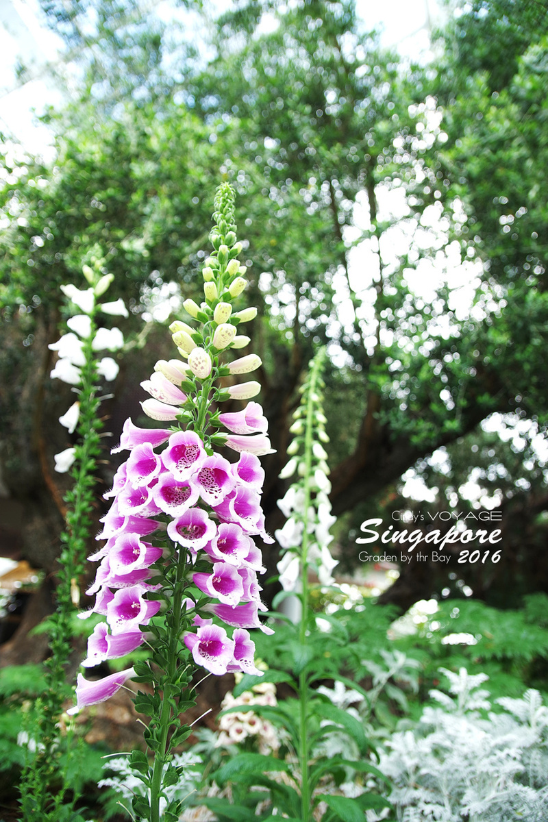 [2016。新加坡] 花穹 Flower Dome～不只賞花，更是濱海灣花園內遮陽避雨吹冷氣好去處～ (濱海灣花園交通資訊) @兔兒毛毛姊妹花