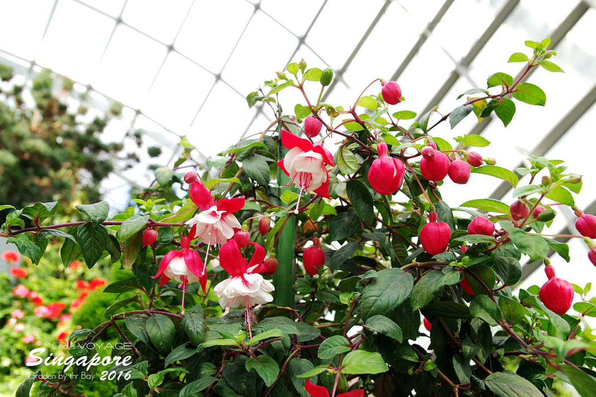 [2016。新加坡] 花穹 Flower Dome～不只賞花，更是濱海灣花園內遮陽避雨吹冷氣好去處～ (濱海灣花園交通資訊) @兔兒毛毛姊妹花