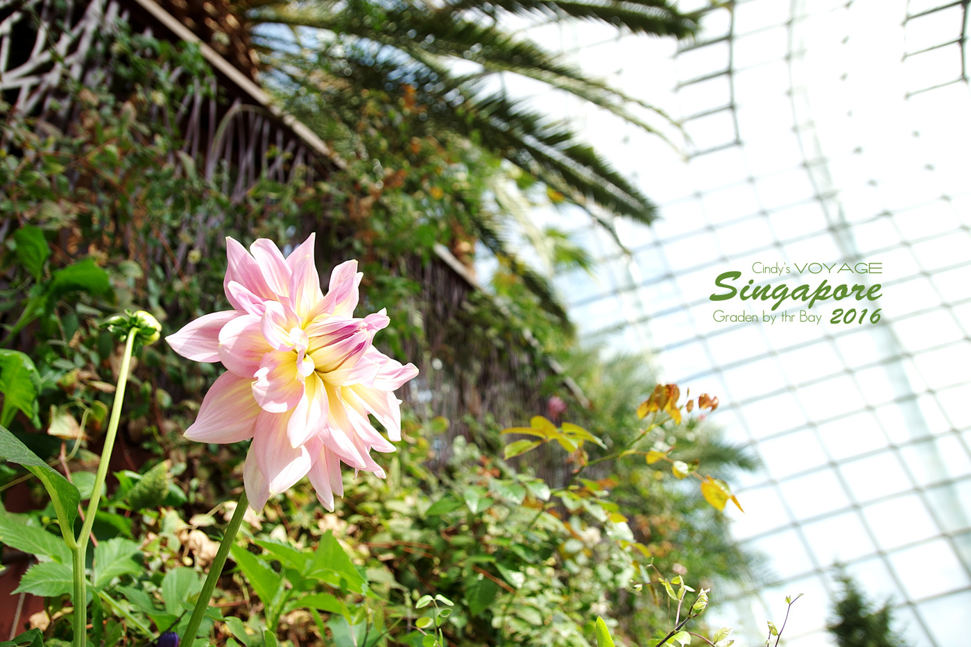 [2016。新加坡] 花穹 Flower Dome～不只賞花，更是濱海灣花園內遮陽避雨吹冷氣好去處～ (濱海灣花園交通資訊) @兔兒毛毛姊妹花