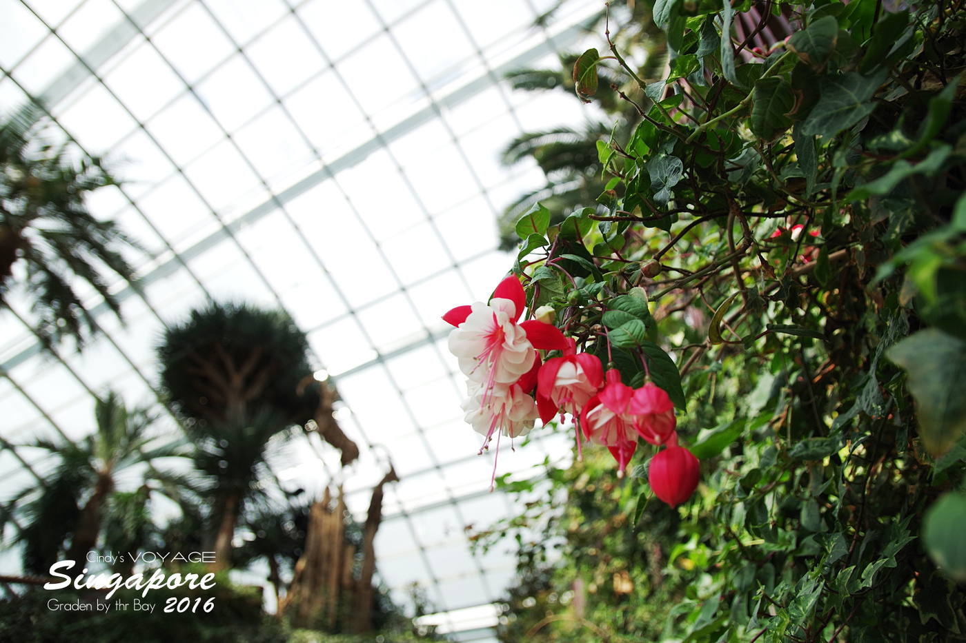 [2016。新加坡] 花穹 Flower Dome～不只賞花，更是濱海灣花園內遮陽避雨吹冷氣好去處～ (濱海灣花園交通資訊) @兔兒毛毛姊妹花