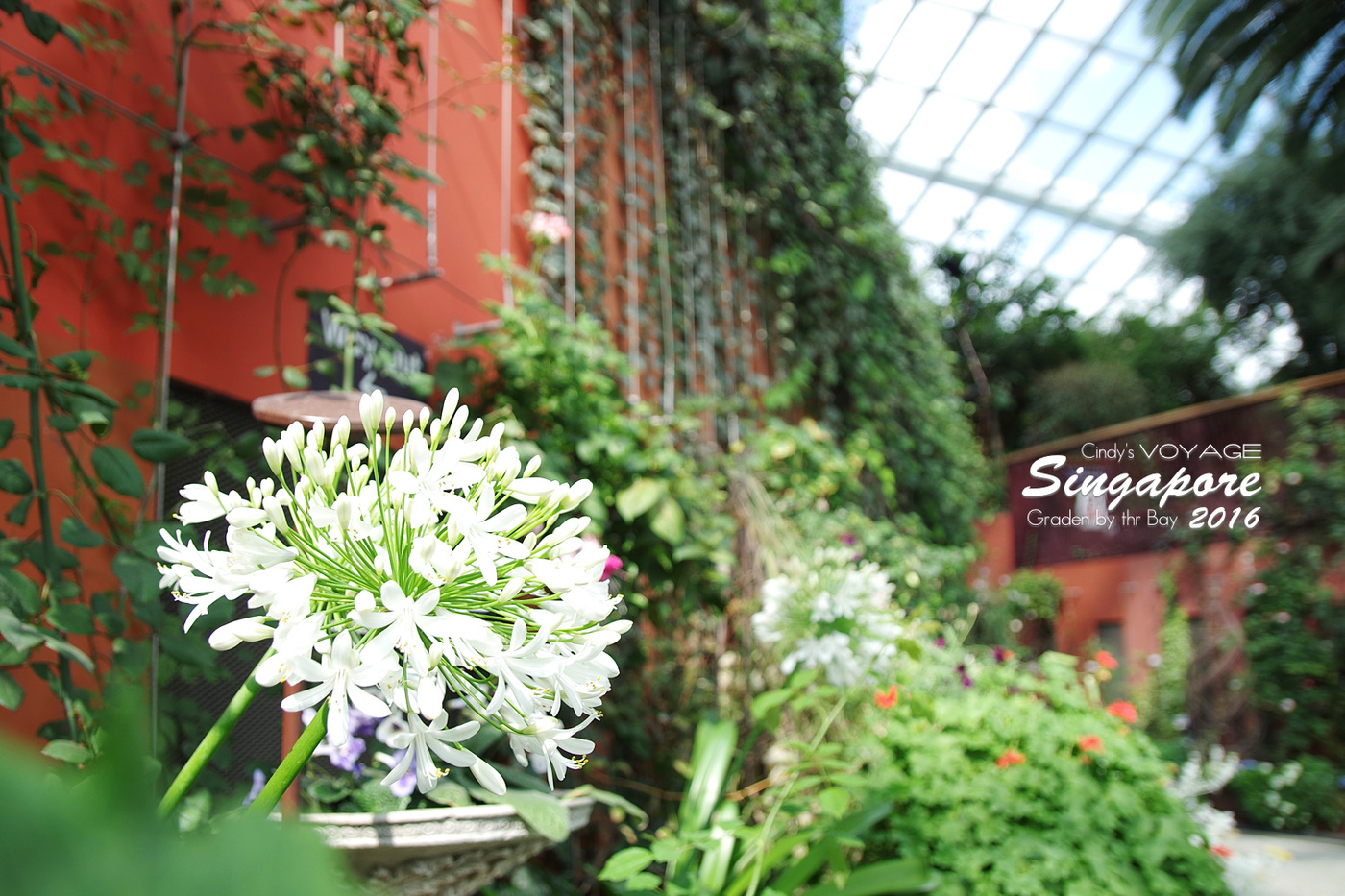 [2016。新加坡] 花穹 Flower Dome～不只賞花，更是濱海灣花園內遮陽避雨吹冷氣好去處～ (濱海灣花園交通資訊) @兔兒毛毛姊妹花