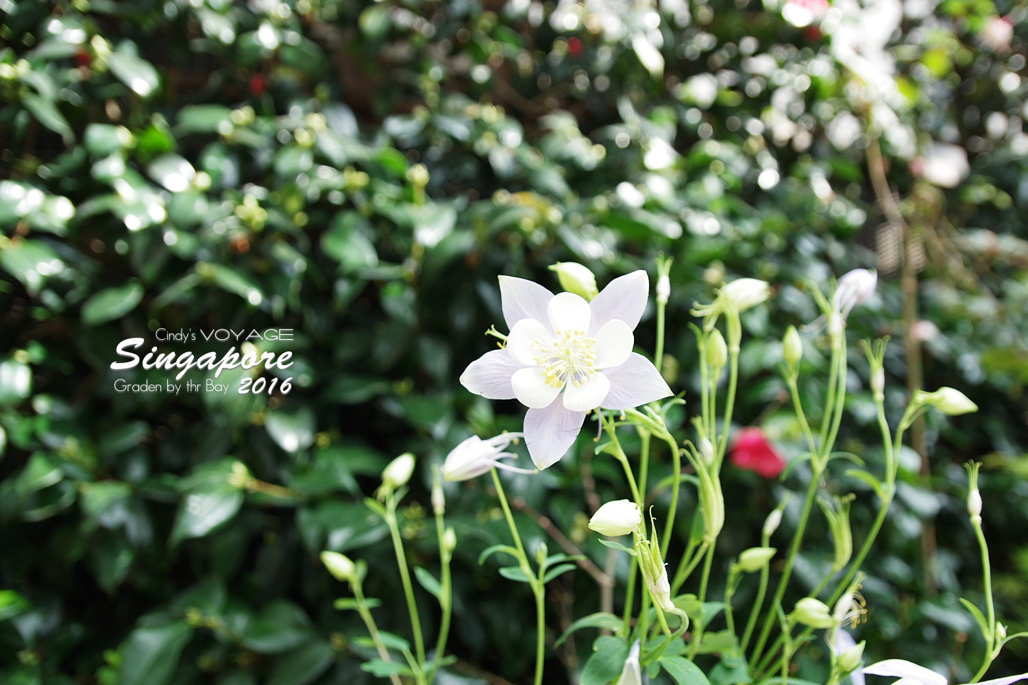 [2016。新加坡] 花穹 Flower Dome～不只賞花，更是濱海灣花園內遮陽避雨吹冷氣好去處～ (濱海灣花園交通資訊) @兔兒毛毛姊妹花