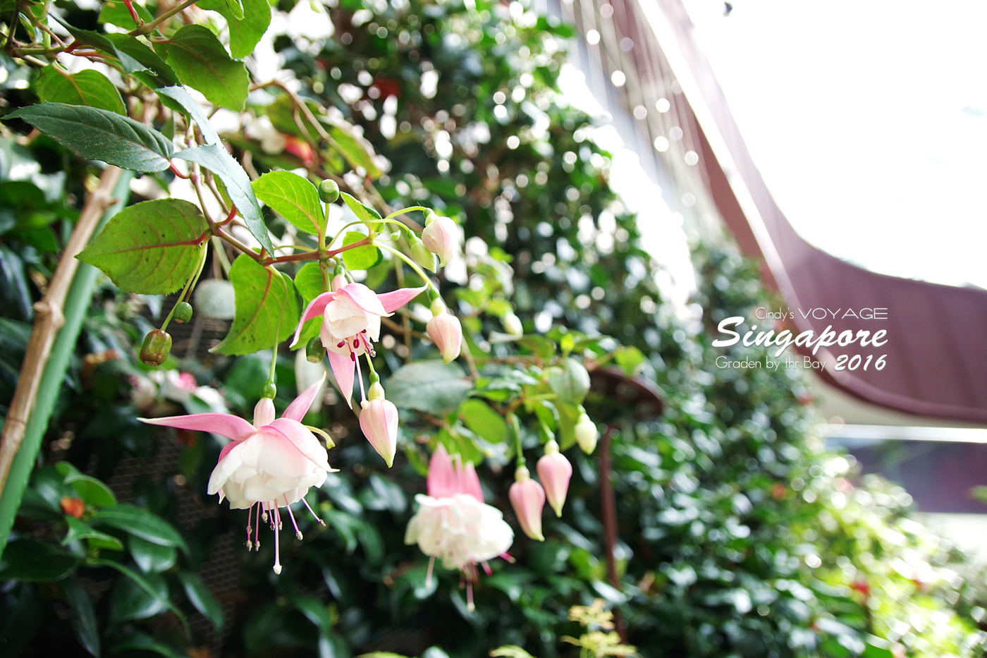 [2016。新加坡] 花穹 Flower Dome～不只賞花，更是濱海灣花園內遮陽避雨吹冷氣好去處～ (濱海灣花園交通資訊) @兔兒毛毛姊妹花