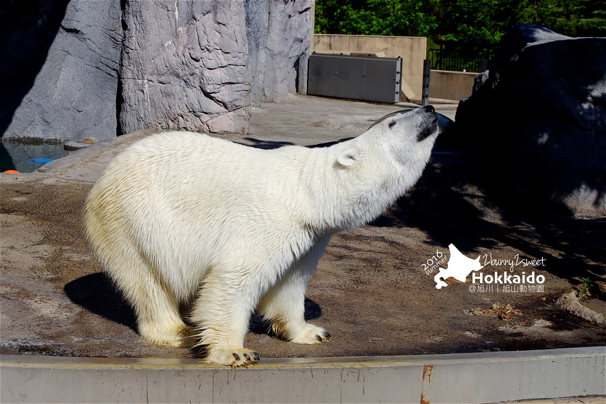 [北海道|親子|自駕] 旭山動物園～看極地動物不用隔著玻璃!! 在『旭山動物園』和企鵝、北極熊面對面～旭川親子景點 @兔兒毛毛姊妹花