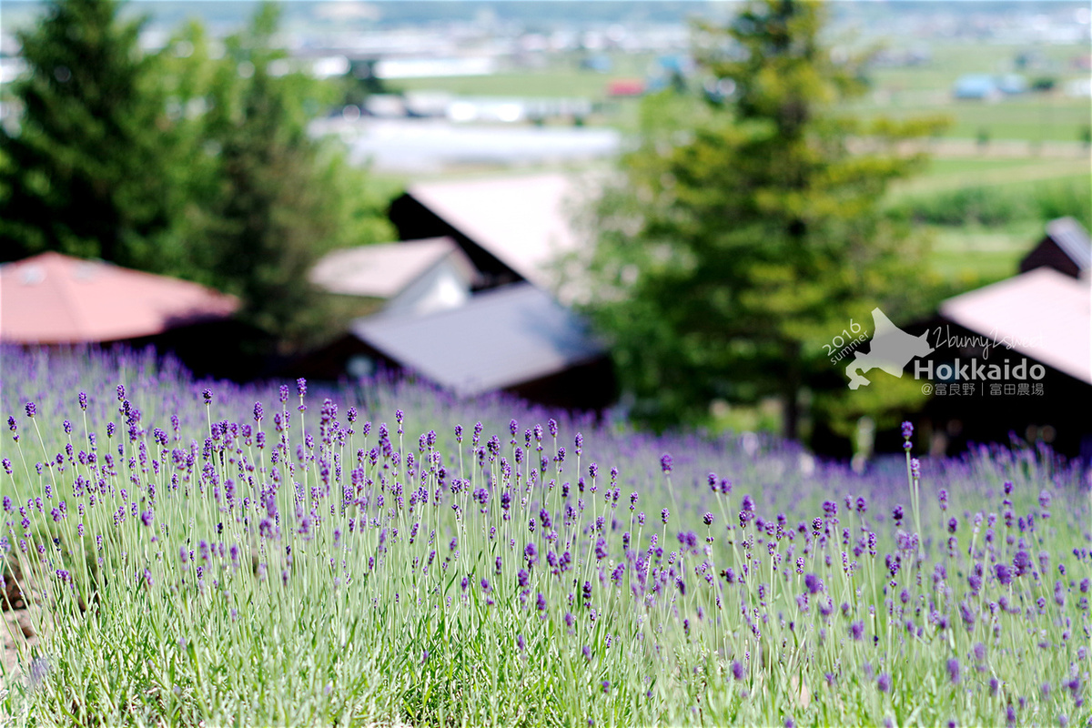 [北海道|親子|自駕] 富田農場｜ Farm Tomita｜ファーム富田～夏季遊北海道絕不可錯過的薰衣草花海美景 (初夏薰衣草花海)｜富良野免費景點 @兔兒毛毛姊妹花