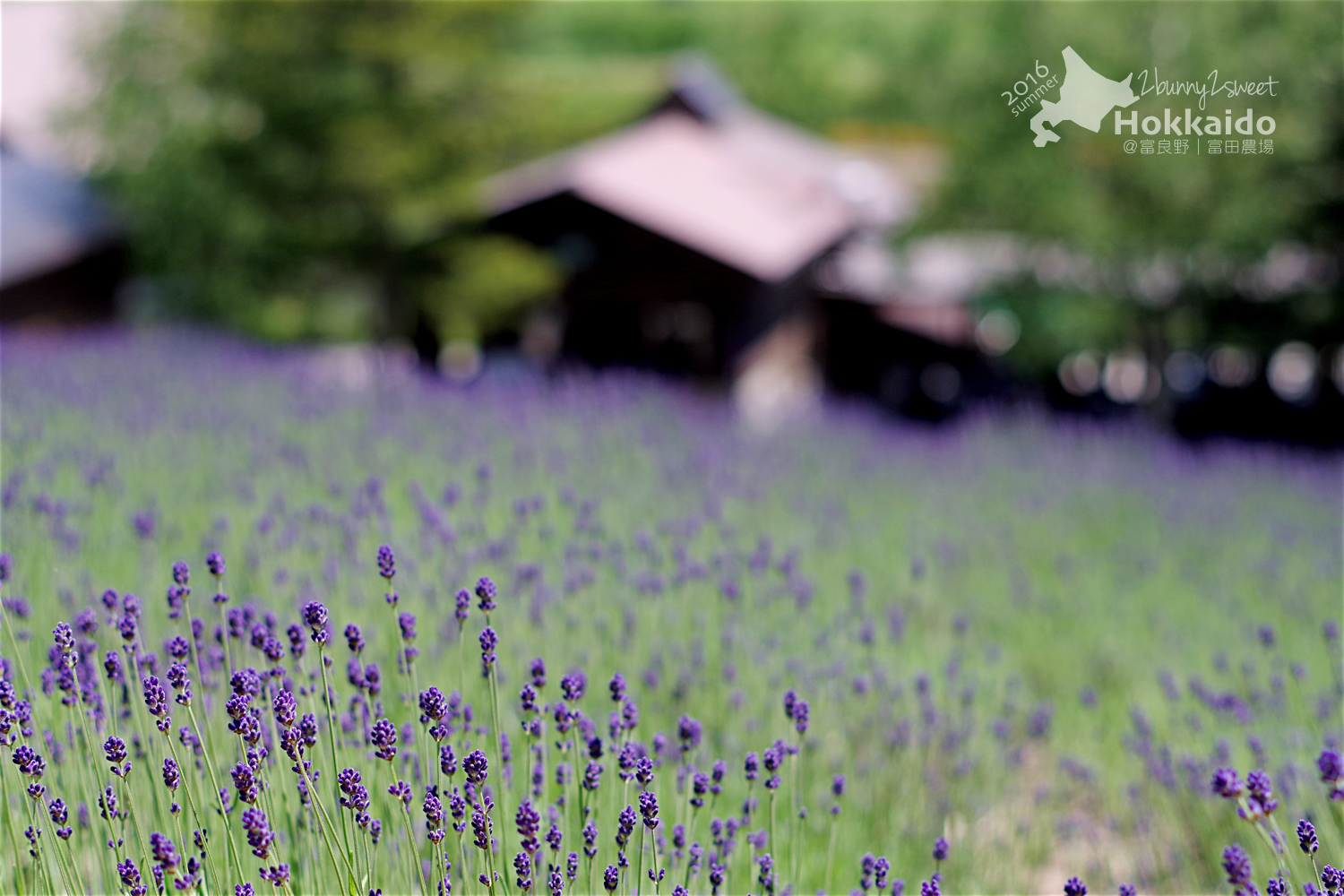 [北海道|親子|自駕] 富田農場｜ Farm Tomita｜ファーム富田～夏季遊北海道絕不可錯過的薰衣草花海美景 (初夏薰衣草花海)｜富良野免費景點 @兔兒毛毛姊妹花