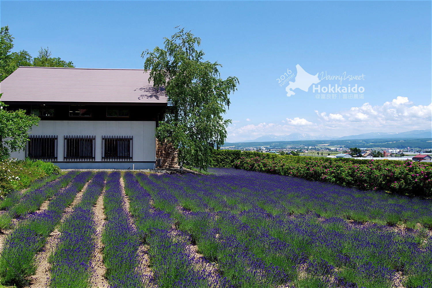 [北海道|親子|自駕] 富田農場｜ Farm Tomita｜ファーム富田～夏季遊北海道絕不可錯過的薰衣草花海美景 (初夏薰衣草花海)｜富良野免費景點 @兔兒毛毛姊妹花