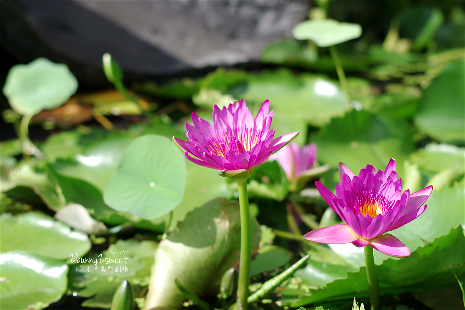 [親子遊。新北] 雲門劇場。花語餐廳～淡水散步好去處，紅水烏龍珍珠奶茶太好喝!! @兔兒毛毛姊妹花