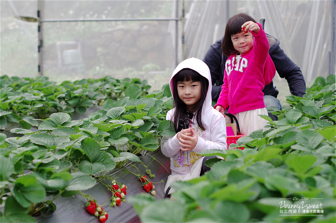 [親子旅遊。懶人包] 草莓季來囉!! 臺北、新竹、苗栗、台中、台東自採草莓農場、景點、行程推薦 @兔兒毛毛姊妹花