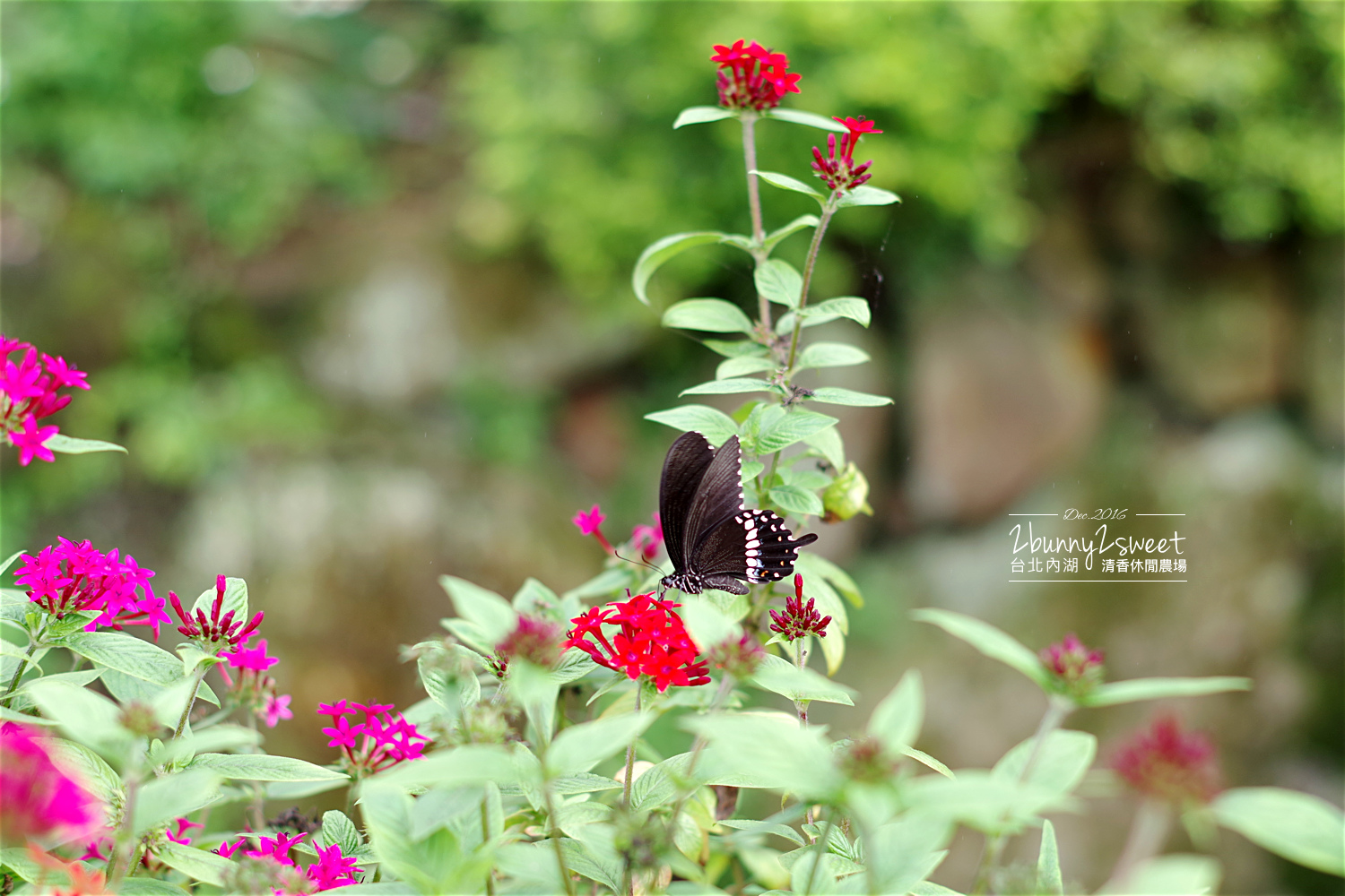 [親子遊。台北] 內湖自採草莓、採蔬果、DIY～清香休閒農場～溫室採草莓不怕吹風日曬雨淋，雨天也可以採草莓!! @兔兒毛毛姊妹花