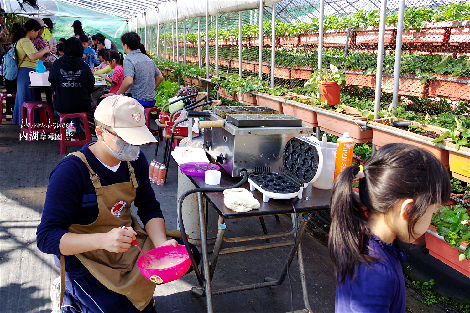 [親子遊。台北] 不只是採草莓，還可以 DIY 草莓果醬、雞蛋糕和紙風車～內湖休閒農園 (內湖草莓園-碧山路 49 號) @兔兒毛毛姊妹花