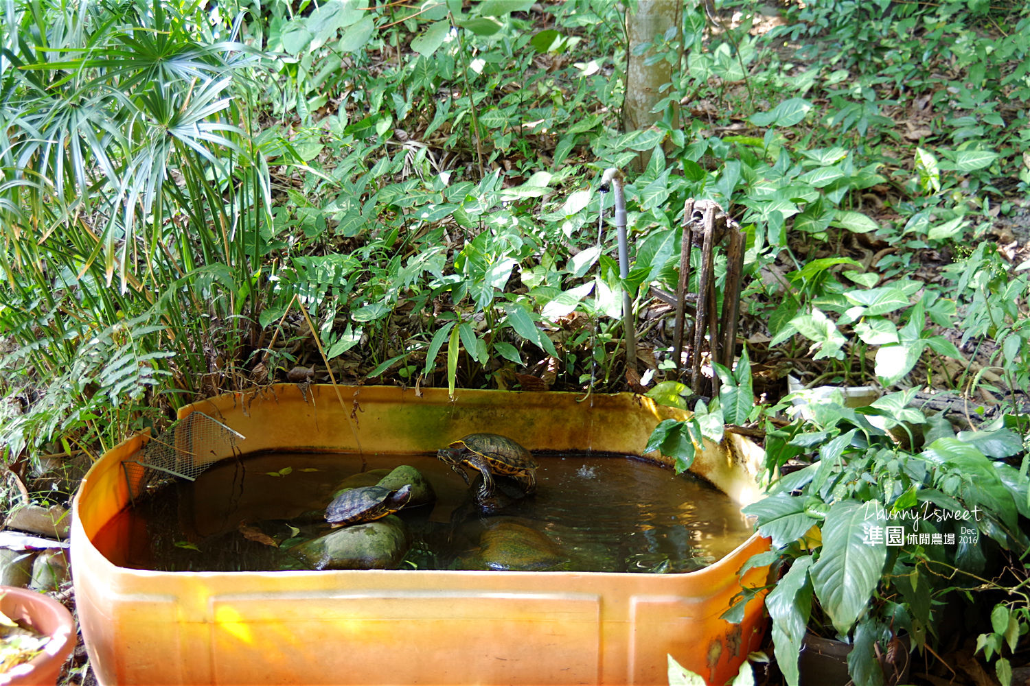 [新北。親子景點] 五股準園休閒生態農場～釣螯蝦、看動物、大草坪奔跑、再吹個七彩大泡泡～親子團康好去處!! @兔兒毛毛姊妹花