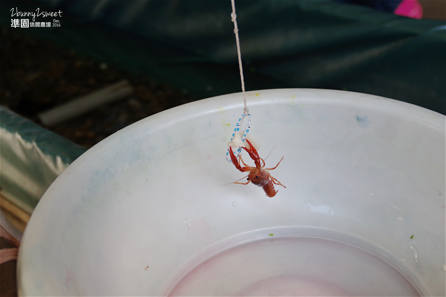 [新北。親子景點] 五股準園休閒生態農場～釣螯蝦、看動物、大草坪奔跑、再吹個七彩大泡泡～親子團康好去處!! @兔兒毛毛姊妹花