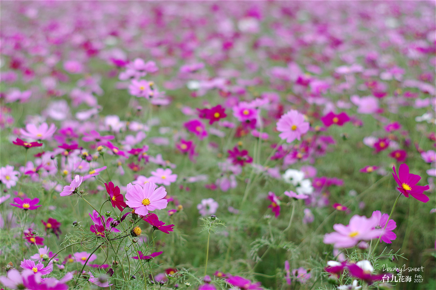 花蓮光復親子景點》花蓮觀光糖廠｜光復糖廠～來去免費老糖廠餵魚、吃冰、溜滑梯～花東縱谷必遊的免費景點｜花蓮台九線一日遊 @兔兒毛毛姊妹花