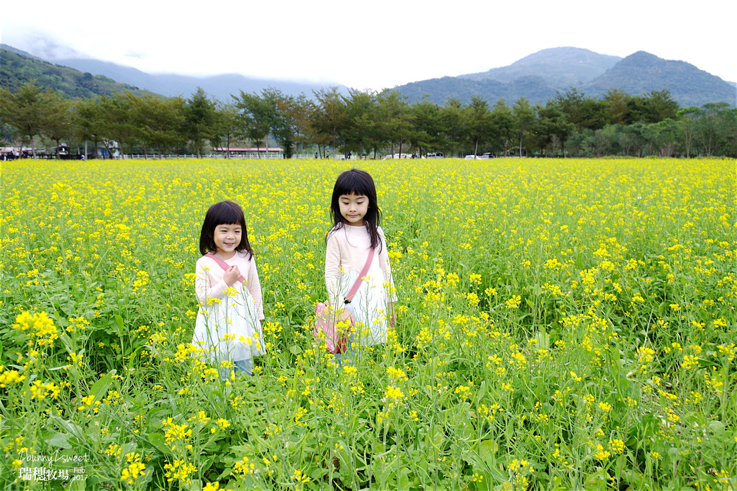 花蓮親子景點》瑞穗牧場～來去牧場餵乳牛、喝鮮奶、吃饅頭、看花海～花東縱谷親子必遊免費景點｜花蓮一日遊｜花東縱谷景點｜台九線景點 @兔兒毛毛姊妹花