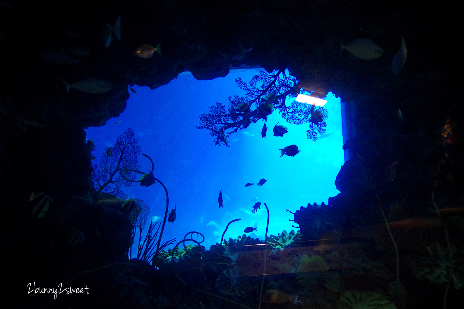 [親子景點。屏東] 夜宿海生館+觀珊望海～和魚兒共眠、享受海生館散場後的悠閒、到工作人員限定的水族箱後台探險～超難得的生態住宿體驗｜夜宿海生館行李準備攻略、海底隧道選位介紹 @兔兒毛毛姊妹花