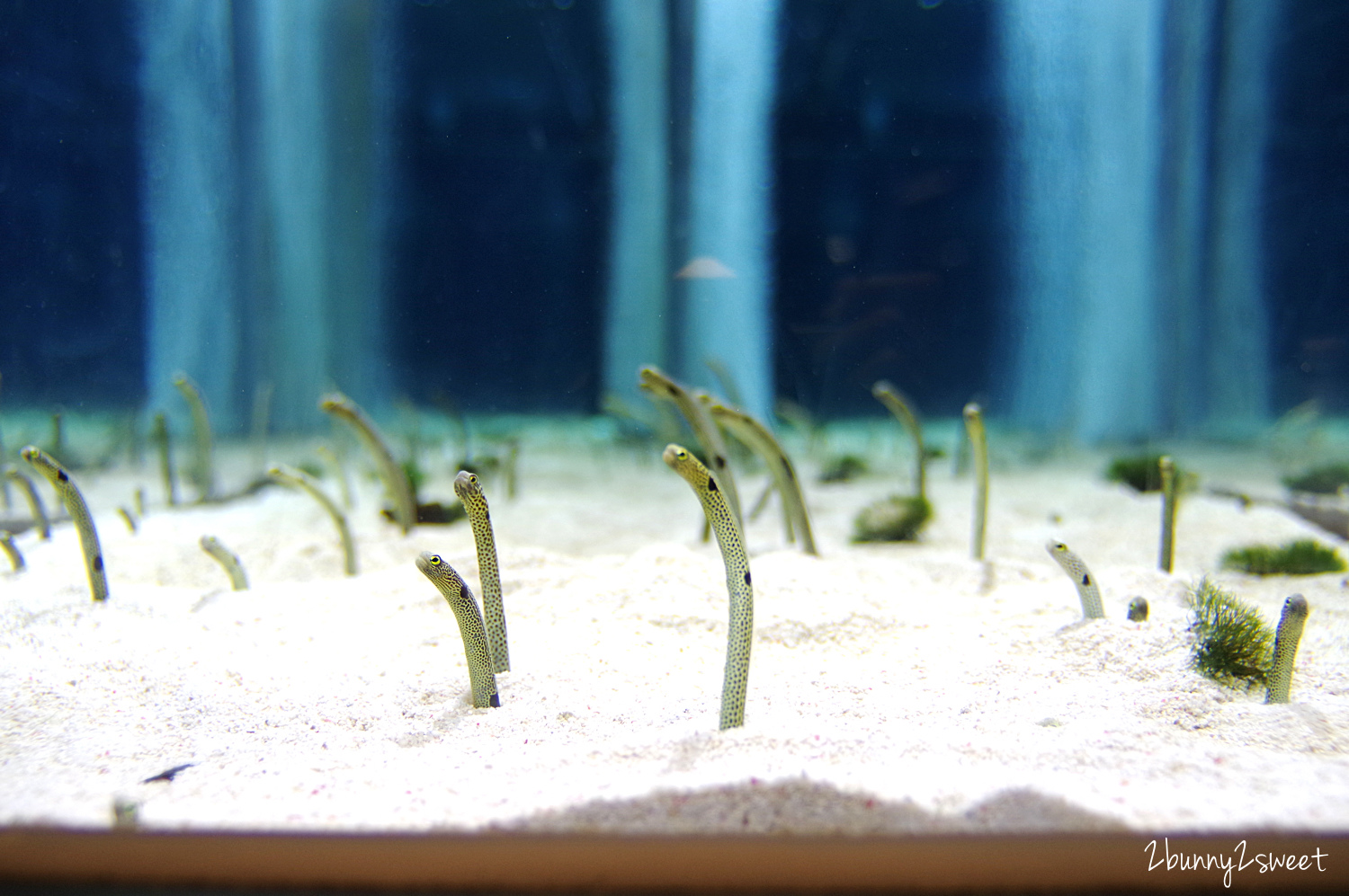 墨田水族館｜東京晴空塔下竟然藏了一個水族館，可以看企鵝游泳、海狗逛大街 @兔兒毛毛姊妹花