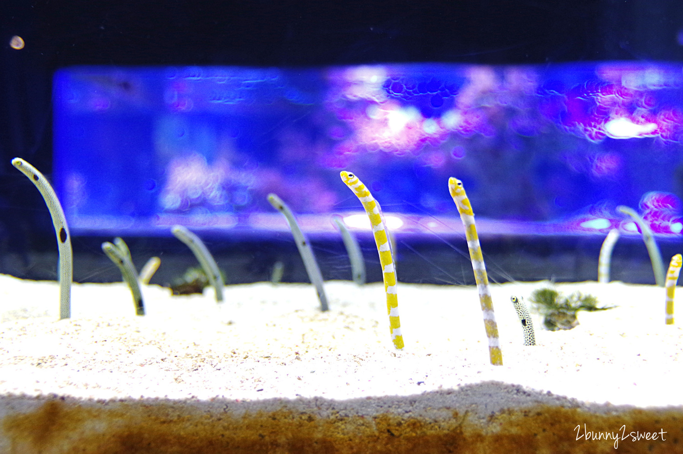 東京景點「墨田水族館」晴空塔下竟然藏了一個水族館，可以看企鵝游泳、海狗逛大街 @兔兒毛毛姊妹花