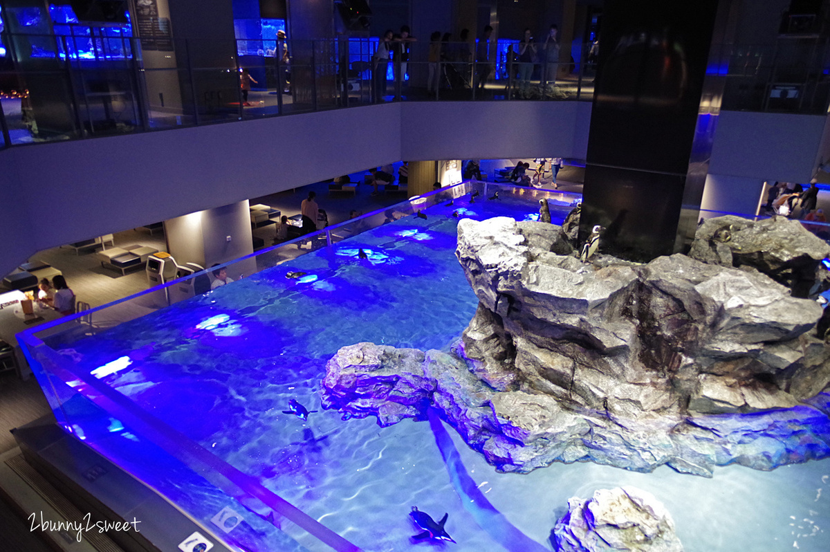 墨田水族館｜東京晴空塔下竟然藏了一個水族館，可以看企鵝游泳、海狗逛大街 @兔兒毛毛姊妹花