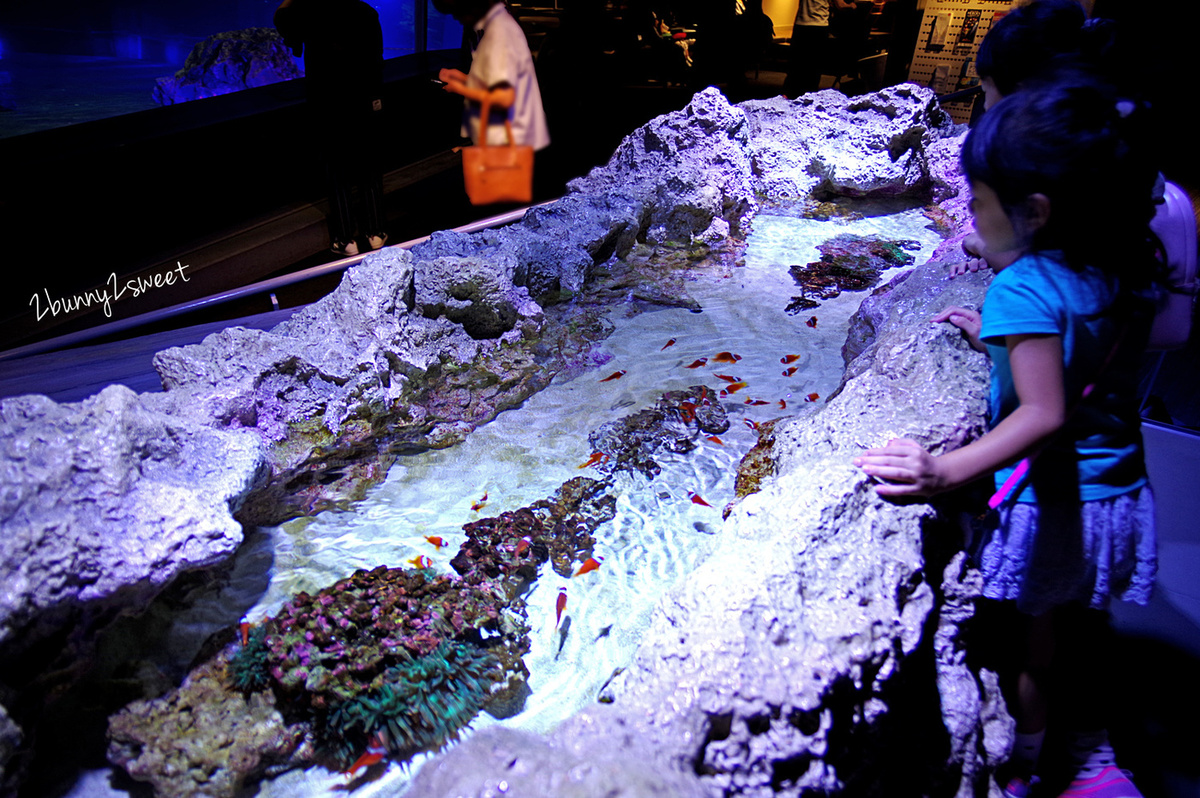 東京景點「墨田水族館」晴空塔下竟然藏了一個水族館，可以看企鵝游泳、海狗逛大街 @兔兒毛毛姊妹花