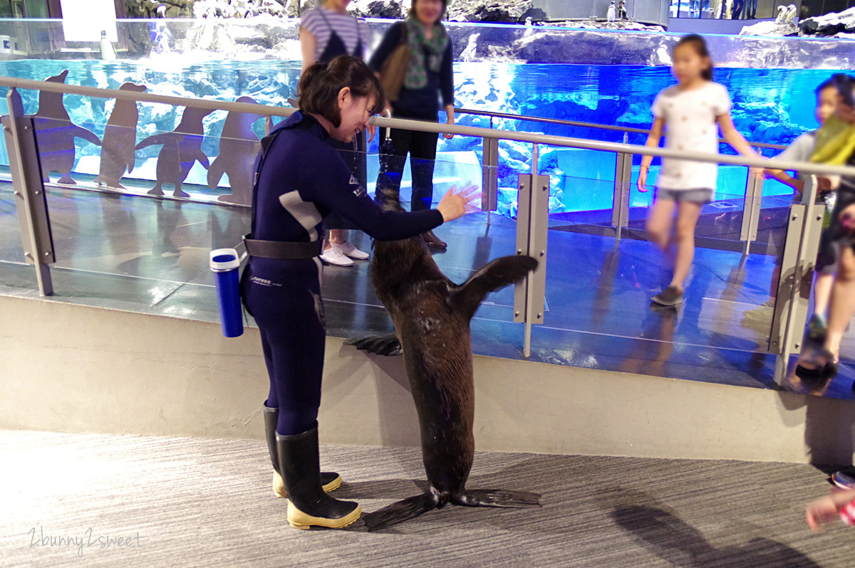 墨田水族館｜東京晴空塔下竟然藏了一個水族館，可以看企鵝游泳、海狗逛大街 @兔兒毛毛姊妹花