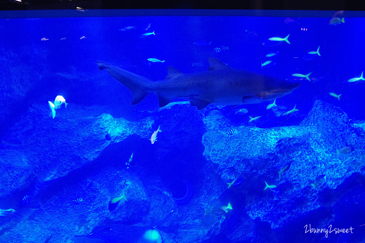 墨田水族館｜東京晴空塔下竟然藏了一個水族館，可以看企鵝游泳、海狗逛大街 @兔兒毛毛姊妹花