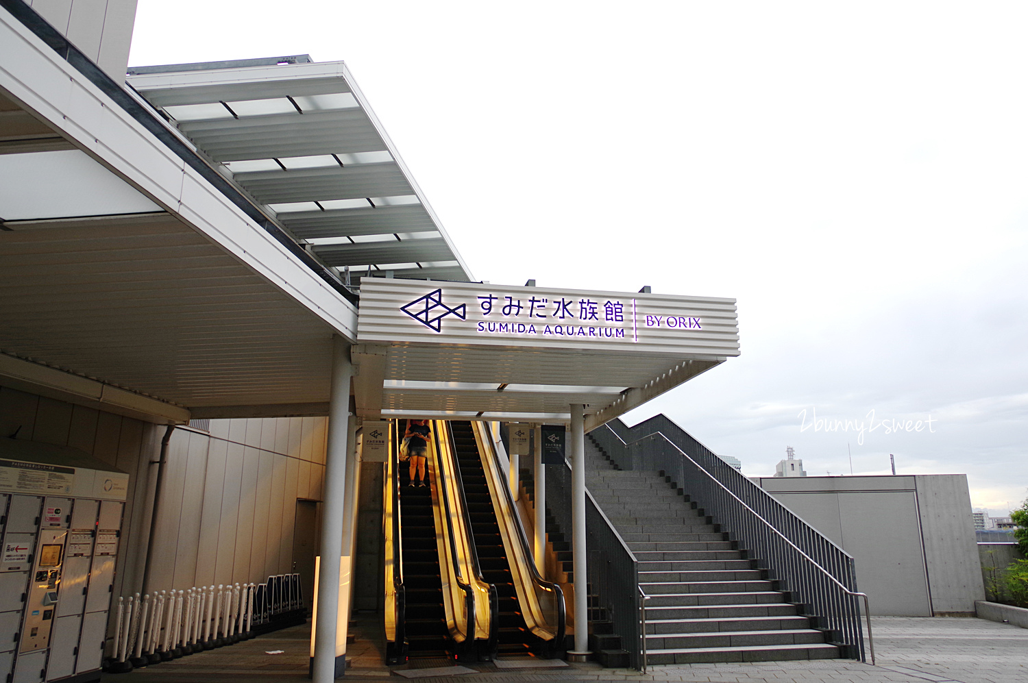 墨田水族館｜東京晴空塔下竟然藏了一個水族館，可以看企鵝游泳、海狗逛大街 @兔兒毛毛姊妹花