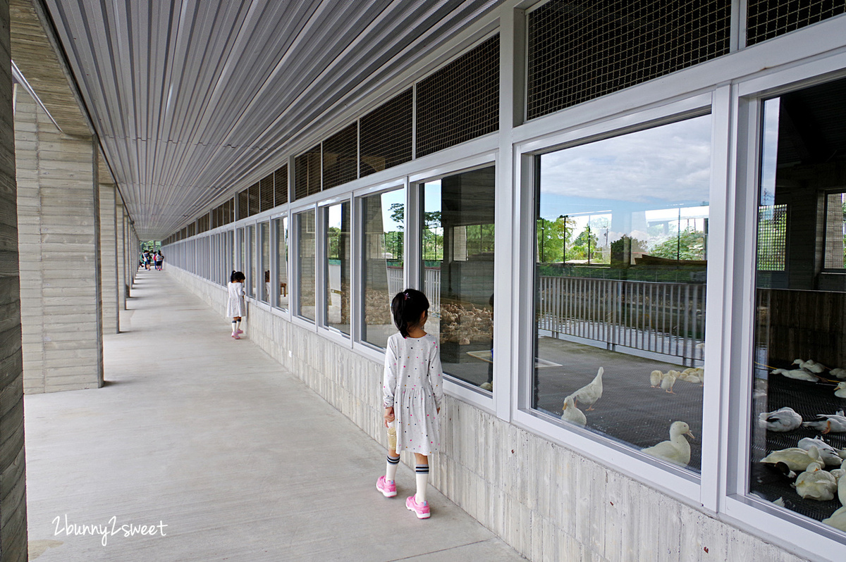 宜蘭親子景點》甲鳥園～來去好好拍清水模高級鴨鴨豪宅 餵鴨鴨、做 DIY、吃鴨蛋糕和滷鴨蛋～宜蘭礁溪遛小孩好去處｜室內景點｜雨天景點 @兔兒毛毛姊妹花