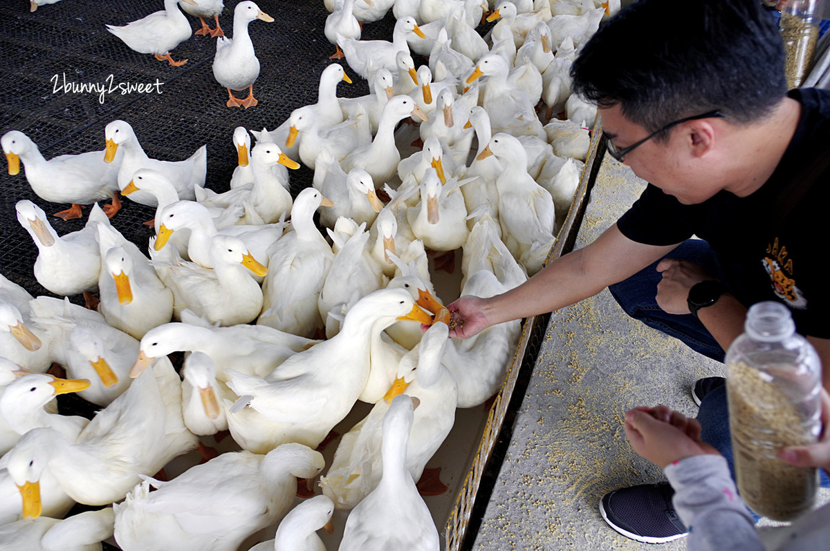 宜蘭親子景點》甲鳥園～來去好好拍清水模高級鴨鴨豪宅 餵鴨鴨、做 DIY、吃鴨蛋糕和滷鴨蛋～宜蘭礁溪遛小孩好去處｜室內景點｜雨天景點 @兔兒毛毛姊妹花