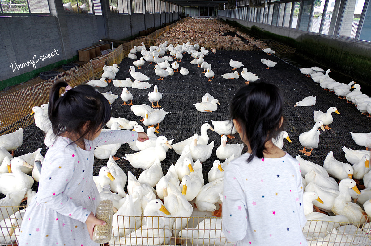 宜蘭親子景點》甲鳥園～來去好好拍清水模高級鴨鴨豪宅 餵鴨鴨、做 DIY、吃鴨蛋糕和滷鴨蛋～宜蘭礁溪遛小孩好去處｜室內景點｜雨天景點 @兔兒毛毛姊妹花