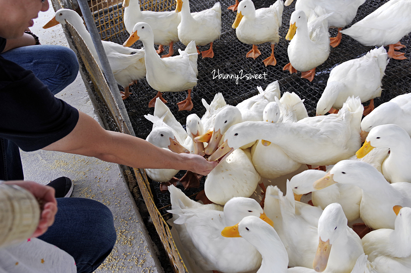 宜蘭親子景點》甲鳥園～來去好好拍清水模高級鴨鴨豪宅 餵鴨鴨、做 DIY、吃鴨蛋糕和滷鴨蛋～宜蘭礁溪遛小孩好去處｜室內景點｜雨天景點 @兔兒毛毛姊妹花