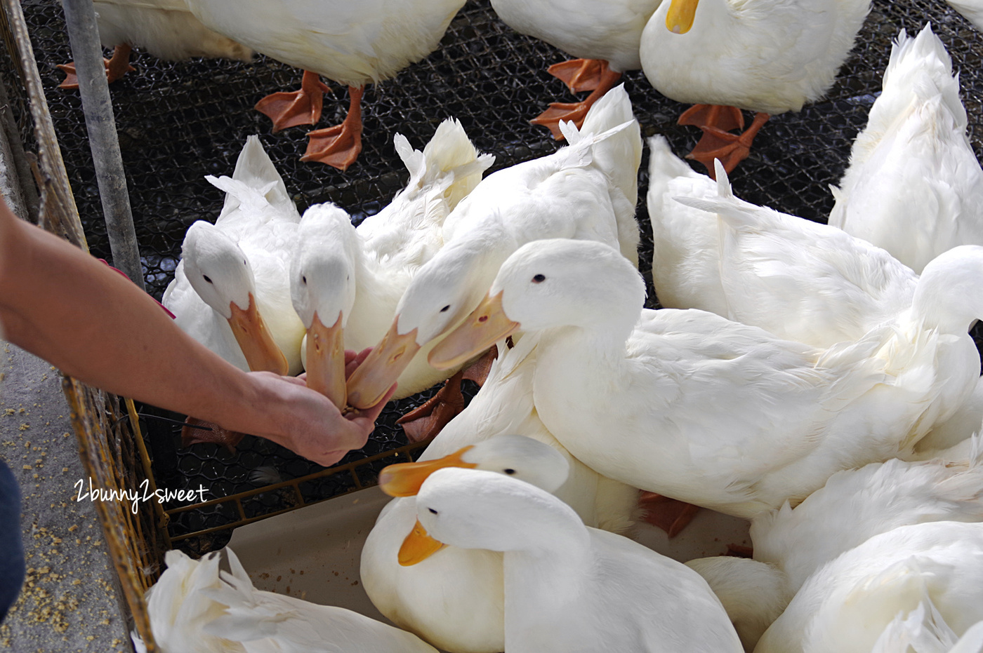 宜蘭親子景點》甲鳥園～來去好好拍清水模高級鴨鴨豪宅 餵鴨鴨、做 DIY、吃鴨蛋糕和滷鴨蛋～宜蘭礁溪遛小孩好去處｜室內景點｜雨天景點 @兔兒毛毛姊妹花