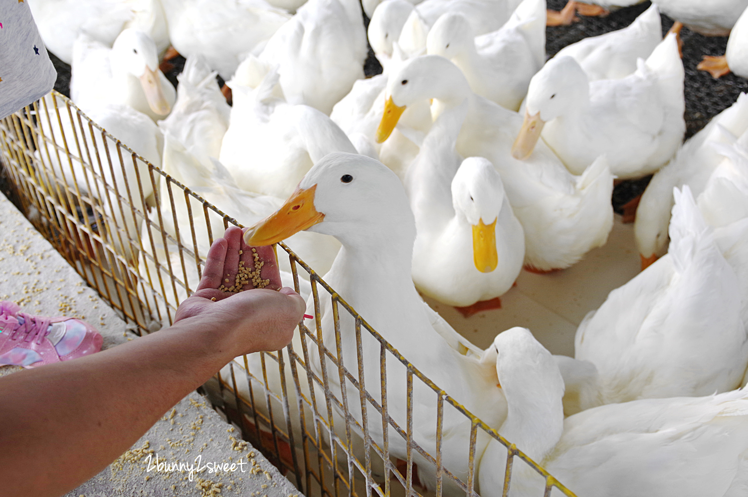 宜蘭親子景點》甲鳥園～來去好好拍清水模高級鴨鴨豪宅 餵鴨鴨、做 DIY、吃鴨蛋糕和滷鴨蛋～宜蘭礁溪遛小孩好去處｜室內景點｜雨天景點 @兔兒毛毛姊妹花