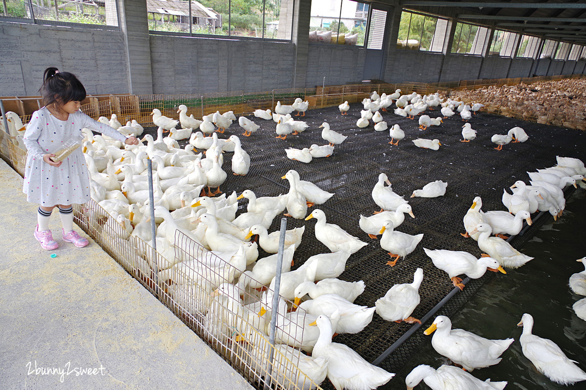 宜蘭親子景點》甲鳥園～來去好好拍清水模高級鴨鴨豪宅 餵鴨鴨、做 DIY、吃鴨蛋糕和滷鴨蛋～宜蘭礁溪遛小孩好去處｜室內景點｜雨天景點 @兔兒毛毛姊妹花