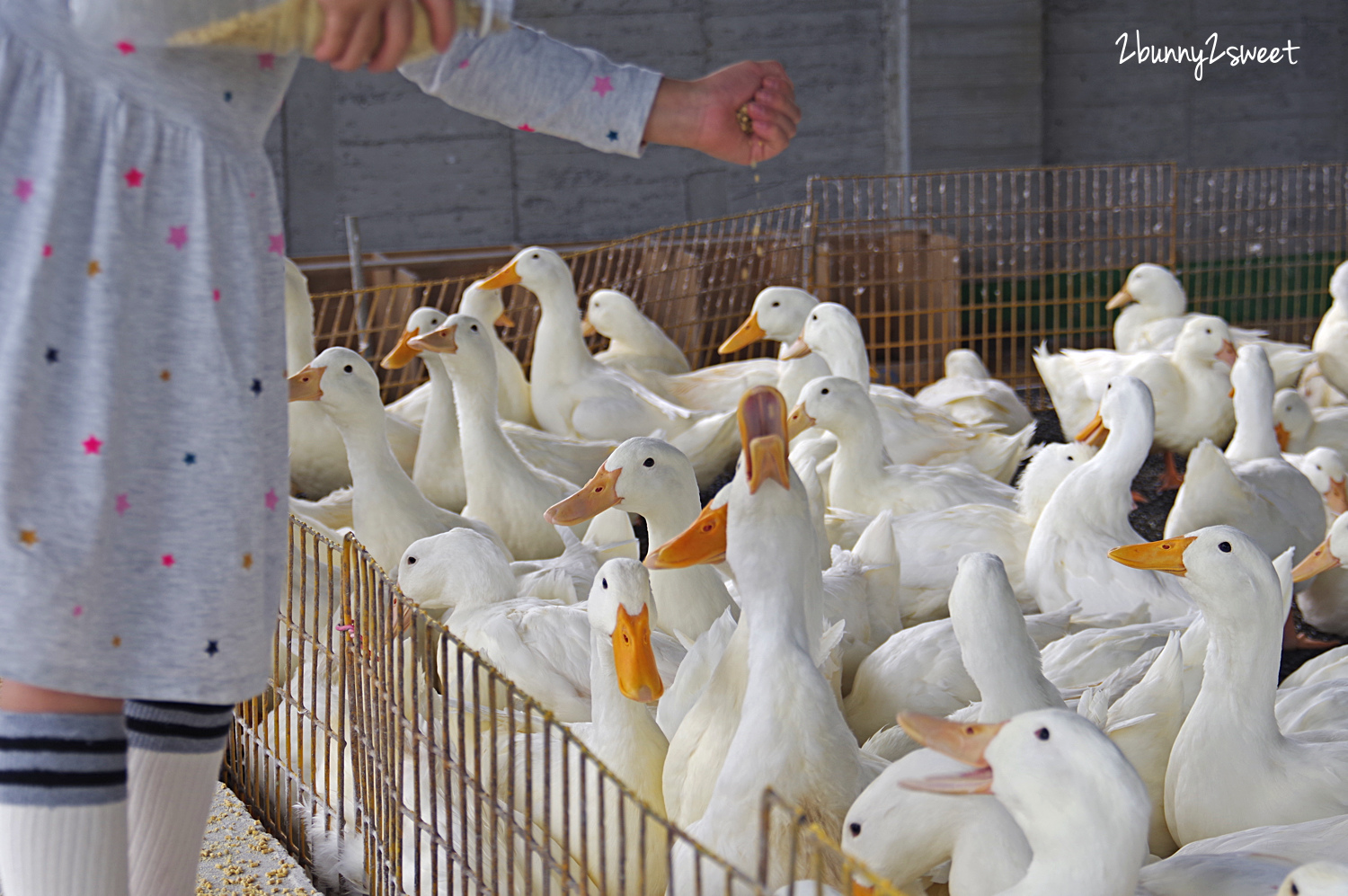 宜蘭親子景點》甲鳥園～來去好好拍清水模高級鴨鴨豪宅 餵鴨鴨、做 DIY、吃鴨蛋糕和滷鴨蛋～宜蘭礁溪遛小孩好去處｜室內景點｜雨天景點 @兔兒毛毛姊妹花