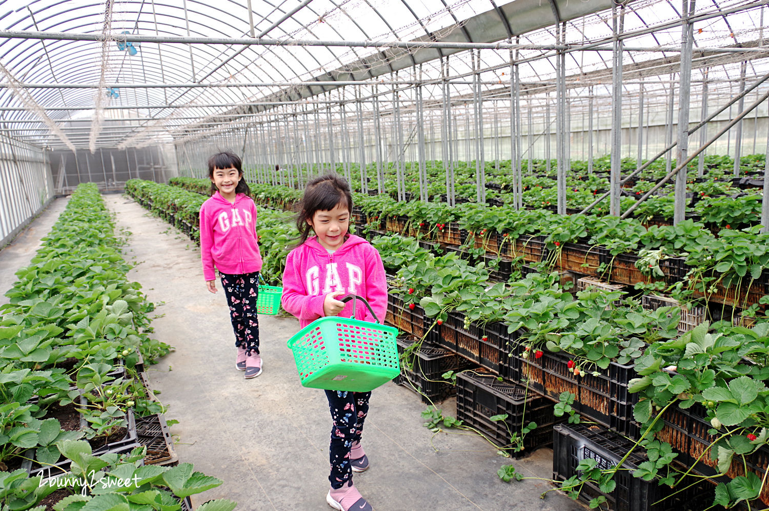 桃園親子景點【玄盛發農場】遮風又避雨、寬敞又乾淨的溫室草莓園｜桃園中壢採草莓 @兔兒毛毛姊妹花