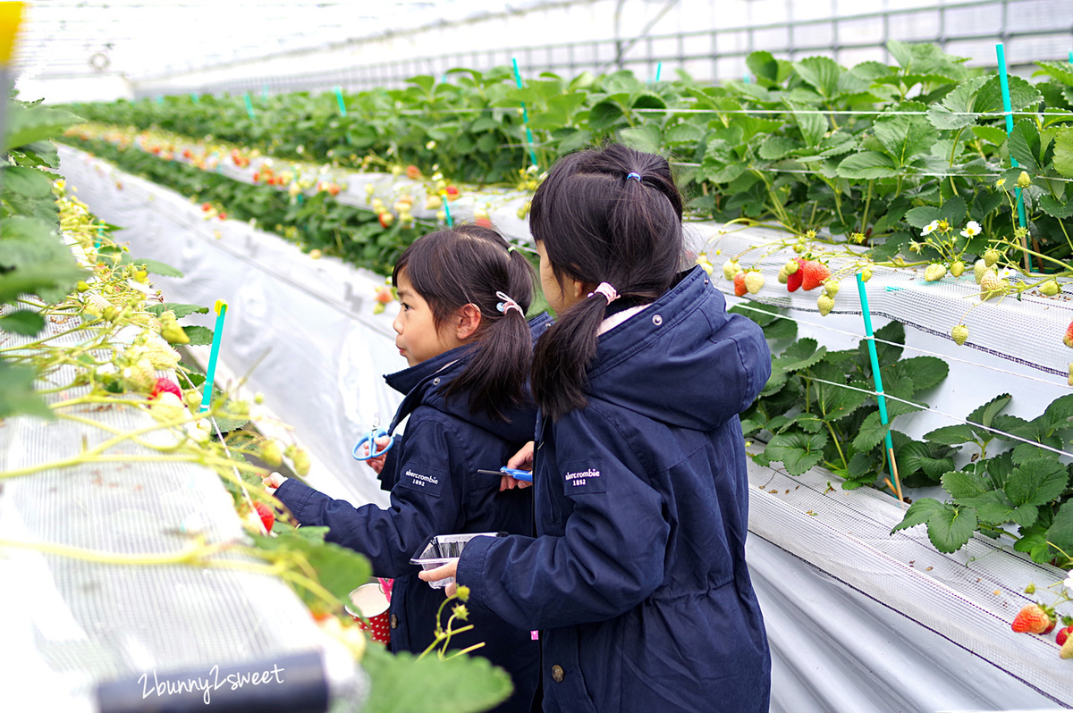 九州福岡親子景點》白木農園｜白木のいちご しあわせもん～九州福岡自採草莓吃到飽果園 50 分食べ放題 @兔兒毛毛姊妹花