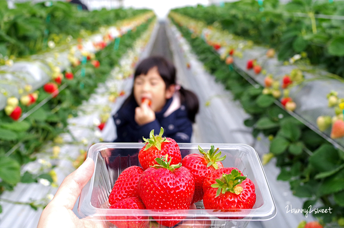 九州福岡親子景點》白木農園｜白木のいちご しあわせもん～九州福岡自採草莓吃到飽果園 50 分食べ放題 @兔兒毛毛姊妹花