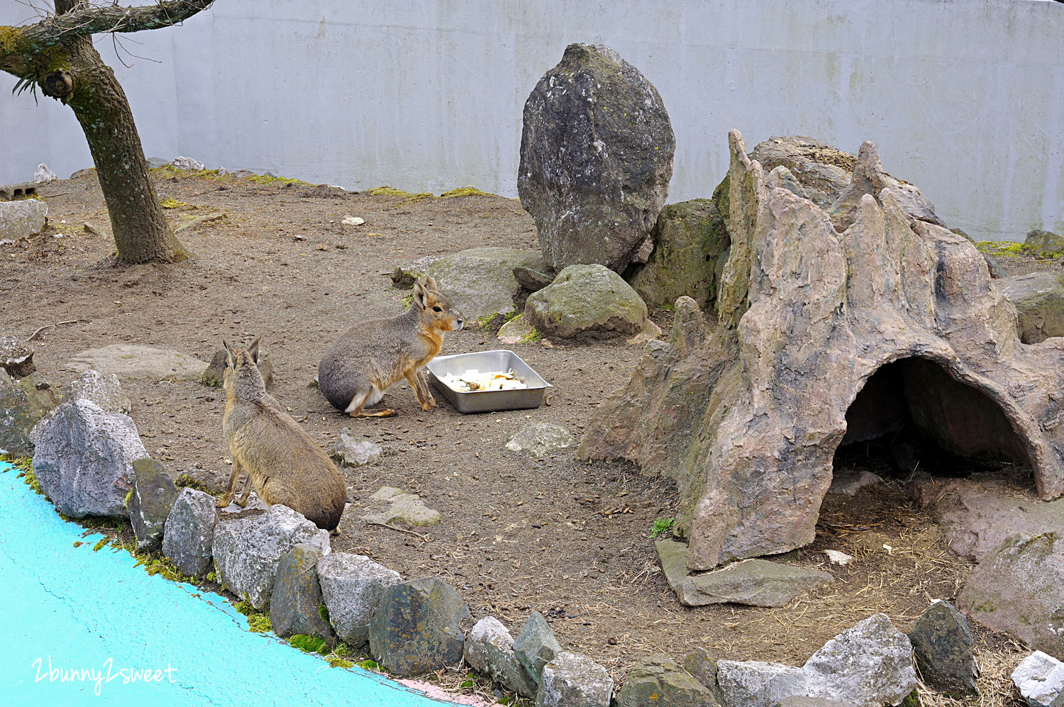 九州親子景點》九州自然野生動物園 African Safari～搭乘叢林巴士近距離餵獅子、看長頸鹿、餵大象，還有可愛動物可以互動 @兔兒毛毛姊妹花