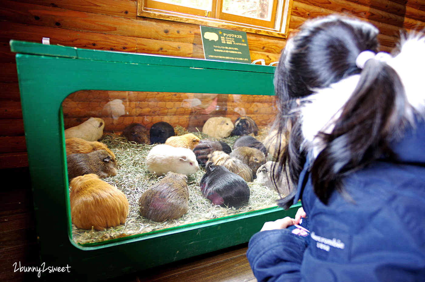 九州親子景點》九州自然野生動物園 African Safari～搭乘叢林巴士近距離餵獅子、看長頸鹿、餵大象，還有可愛動物可以互動 @兔兒毛毛姊妹花