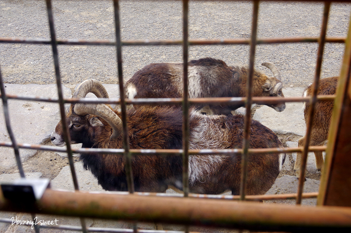 九州親子景點》九州自然野生動物園 African Safari～搭乘叢林巴士近距離餵獅子、看長頸鹿、餵大象，還有可愛動物可以互動 @兔兒毛毛姊妹花