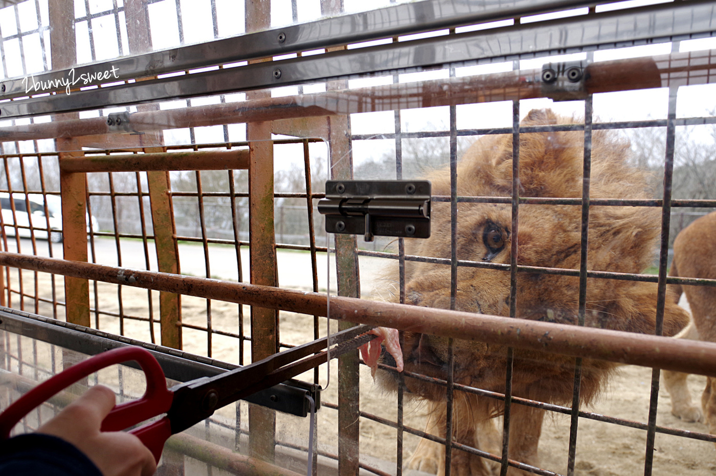 九州親子景點》九州自然野生動物園 African Safari～搭乘叢林巴士近距離餵獅子、看長頸鹿、餵大象，還有可愛動物可以互動 @兔兒毛毛姊妹花