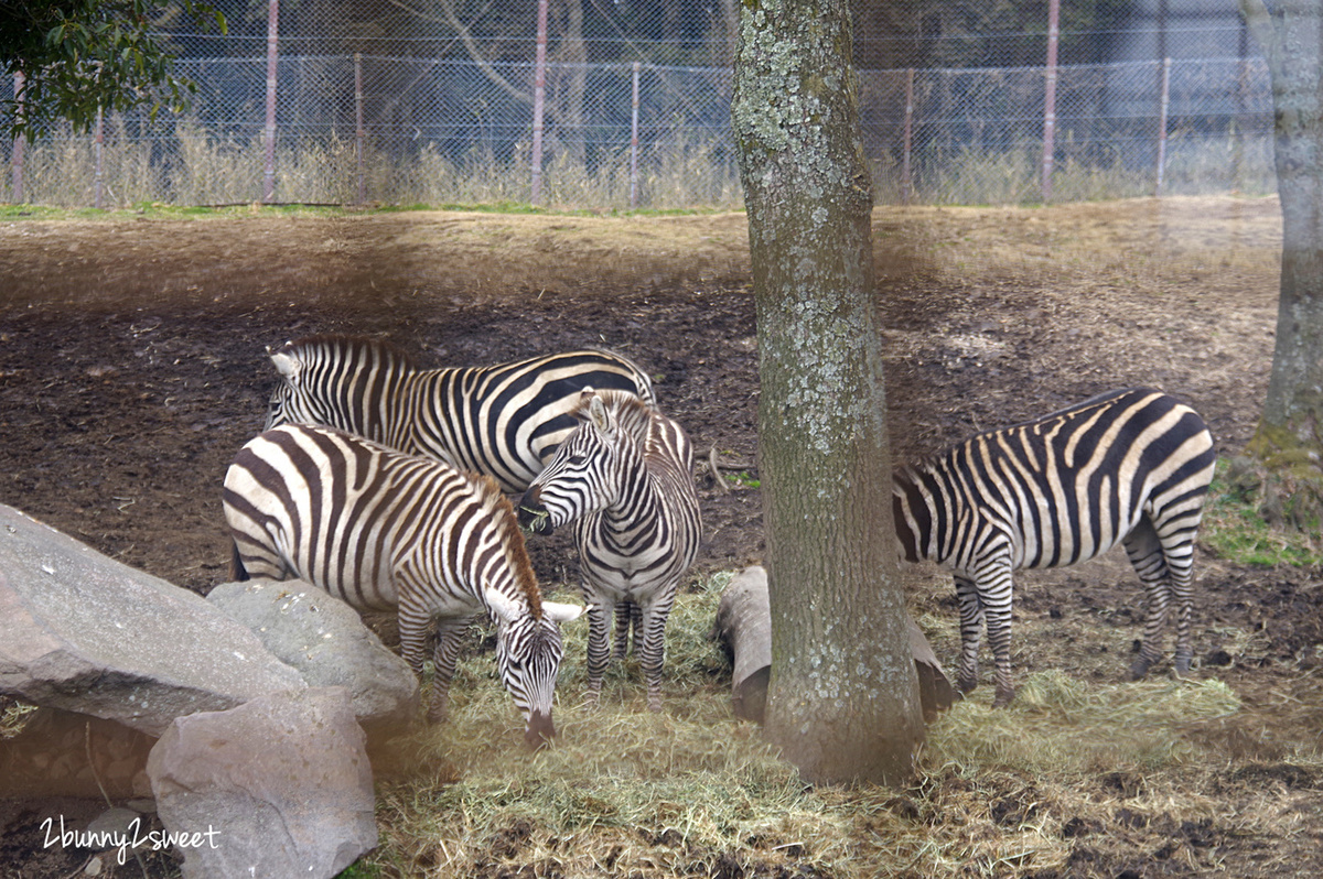 九州親子景點》九州自然野生動物園 African Safari～搭乘叢林巴士近距離餵獅子、看長頸鹿、餵大象，還有可愛動物可以互動 @兔兒毛毛姊妹花